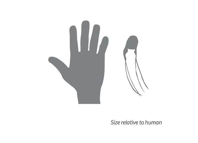 marine-stingers-carybdea-size