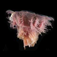 marine-stingers-cyanea-tab